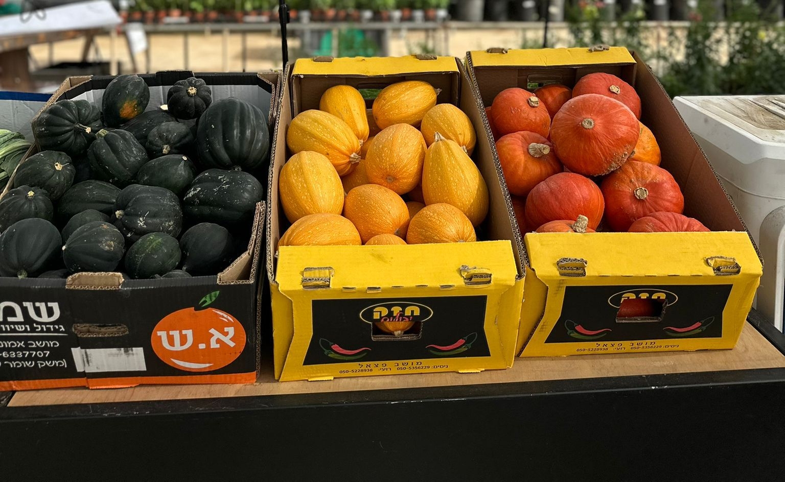 דלעת ערמונים 