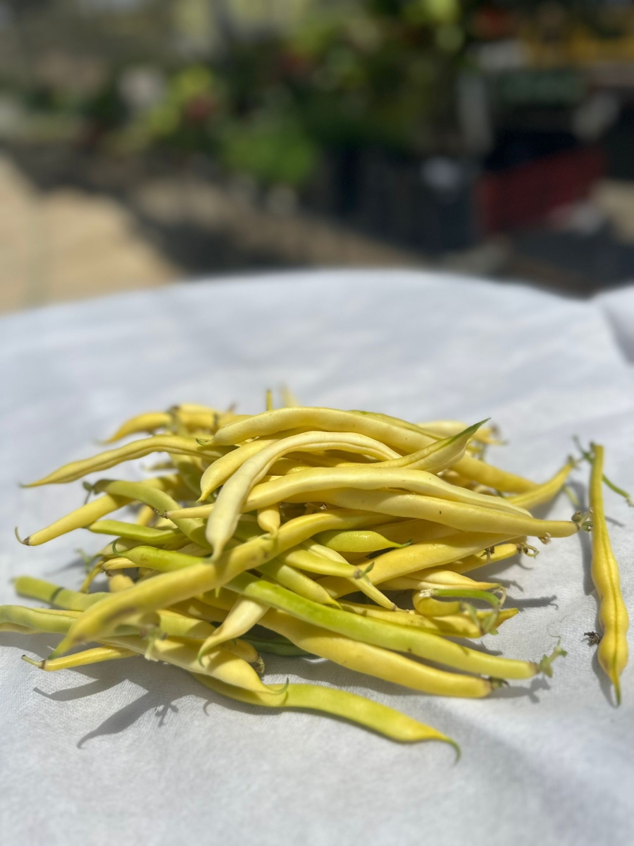 שעועית צהובה מן המשק