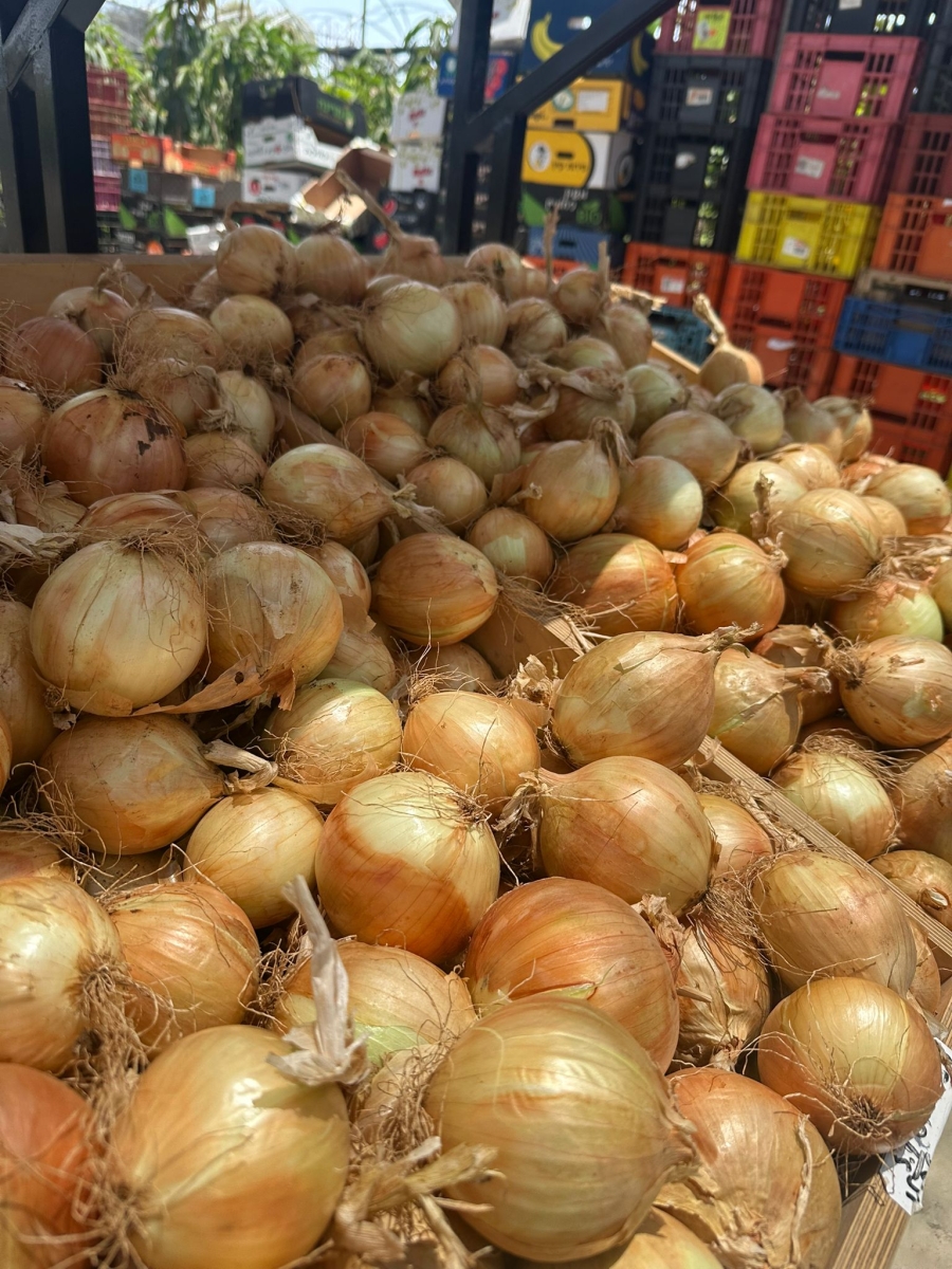בצל יבש 